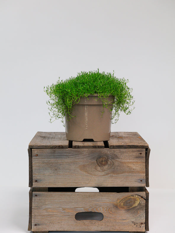 Irish moss in a pot.